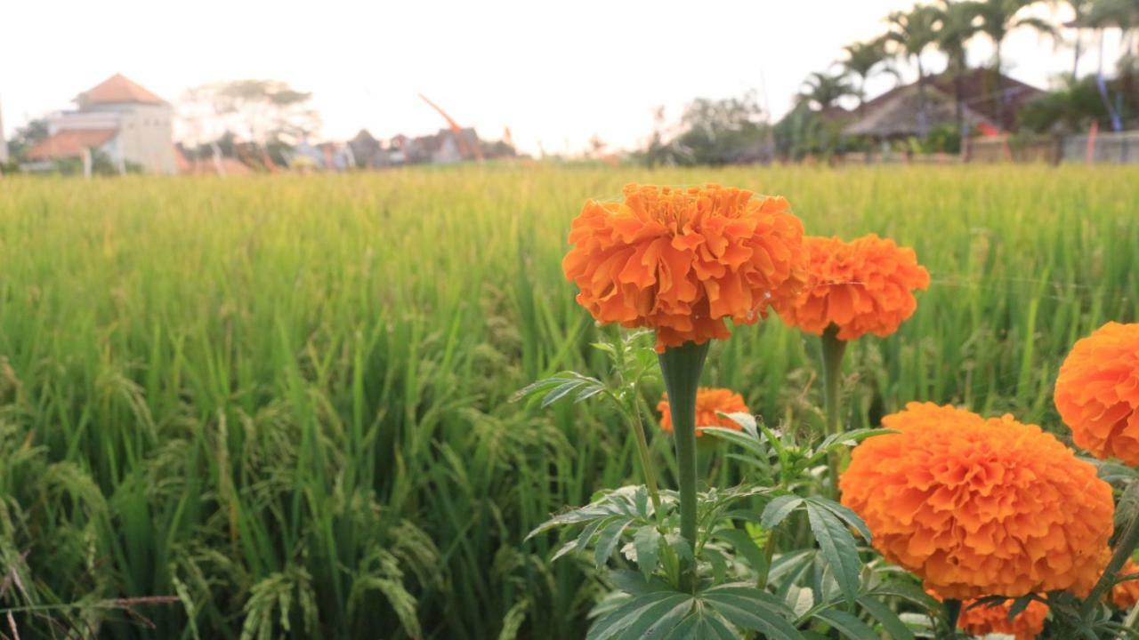 Villa Padi Canggu Εξωτερικό φωτογραφία